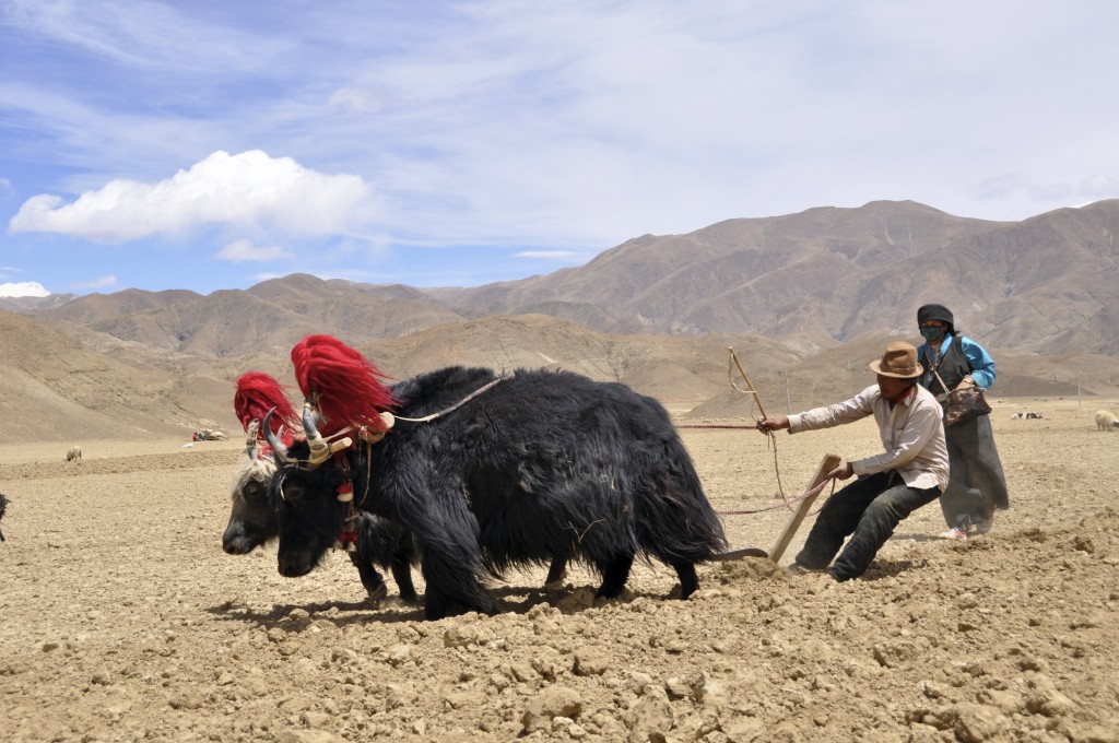 Tibetan farmers