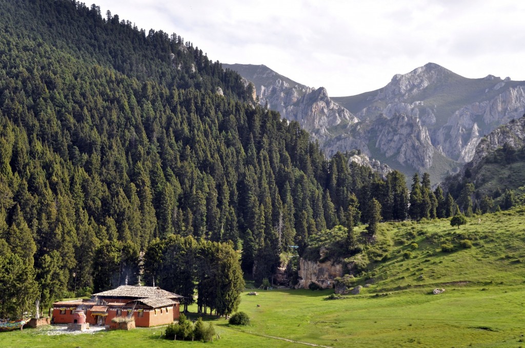 Evergreen forests in Langmusi