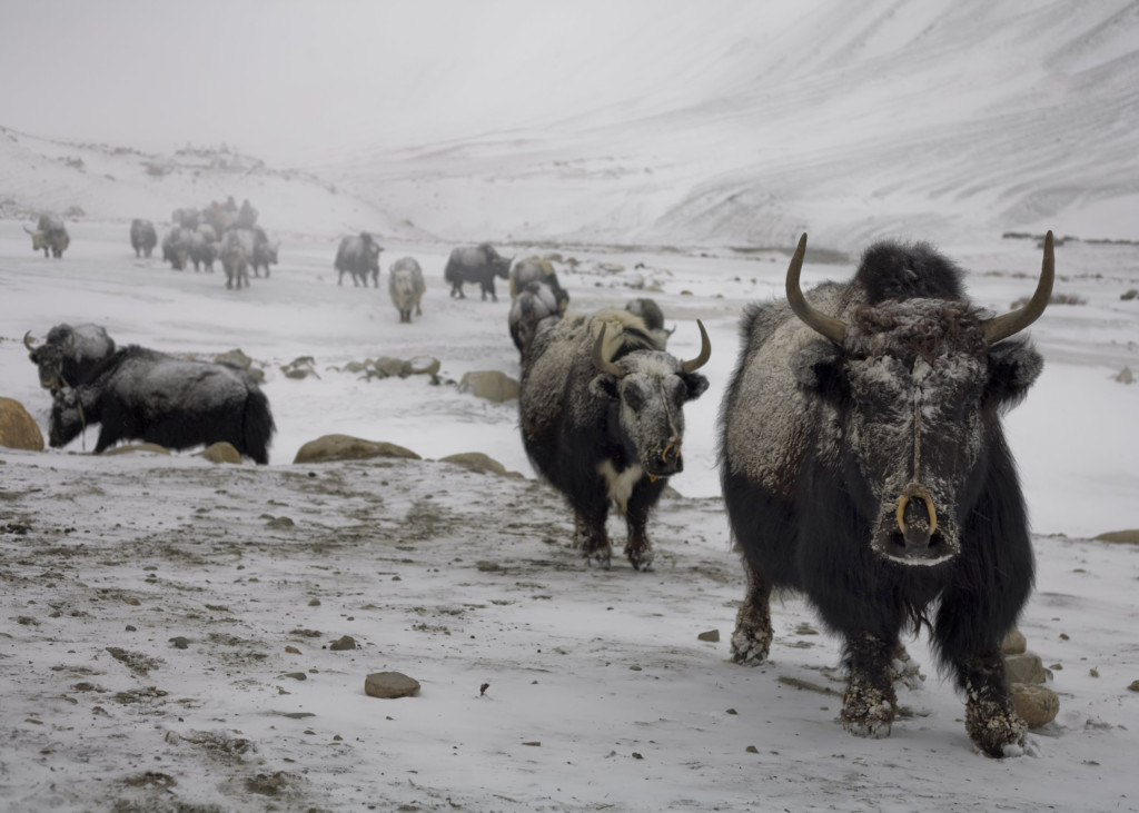 [图: Yaks-in-snow-Himalaya-53-1024x731-1517969856.jpg]