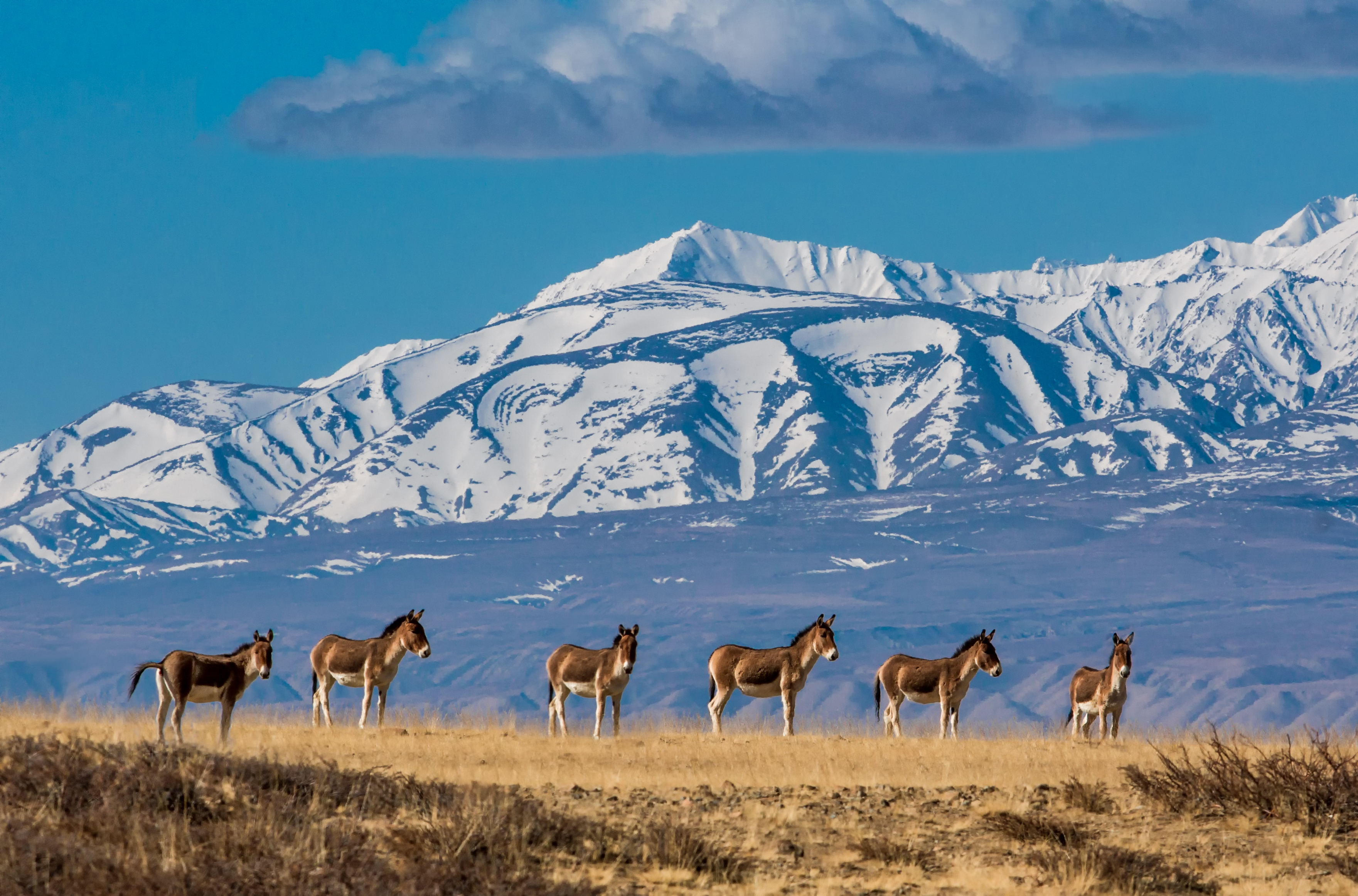 2025 Journeys in Tibet, Nepal and Bhutan - The Land of Snows