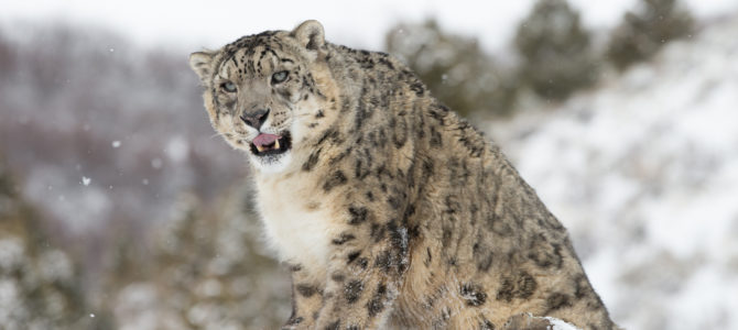 2021 Tibet Snow Leopard Expedition