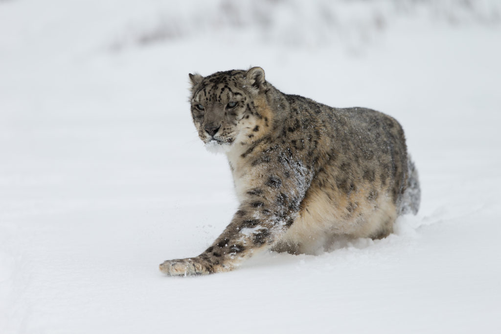 Tibet Snow Leopard Tour